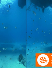 [3D高清] [2009][德国][记录][深蓝色海洋里的海豚][3D左右半宽][1080P-5.81G][MKV]DTS