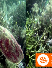 [3D高清] [2013][美国][纪录片]珊瑚礁: 印度太平洋的魔法[3D左右半宽][1080P-5.06G][MKV]DTS
