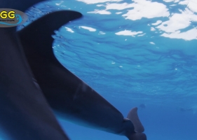 在巴哈马群岛和野生海豚一起游泳Swimming with Wild Dolphins in Bahamas