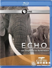 大象"回声"的回忆 Nature.Echo.An.Elephant.to.Remember.2010.1080p.BluRay.x264-S
