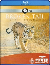 老虎“断尾”的最后旅程 Nature.Broken.Tail.A.Tigers.Last.Journey.2011.1080p.BluRay.x264-SADP