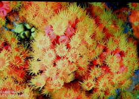 奇妙的海洋4k    纪录片描述了海洋罕见稀有的生物，有趣的生活姿态。