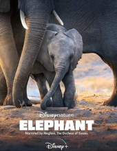 大象4k Elephant.2020.2160p.DSNP.WEB-DL.x265.10bit.HDR.DDP5.1.Atmos纪录片—10.06 GB