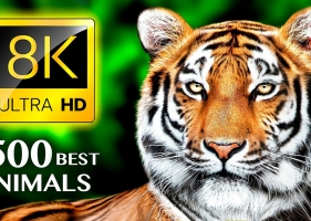500只最漂亮的动物 THE 500 MOST BEAUTIFUL ANIMALS 8K ULTRA HD 12.6GB