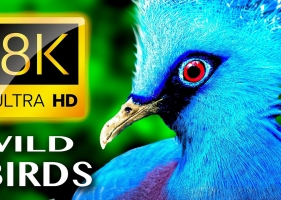 野生鸟类8k视频收藏 8K WILD BIRDS UNLIMITED COLLECTION 8K TV HQ VIDEO - 8K视频下载
