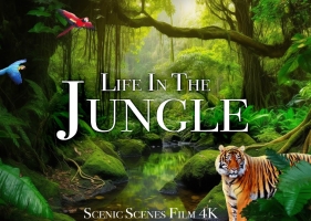 丛林野生动物- Jungle Wildlife 4K - Animals That Call The Jungle Home _ Rainforest _ Scenic Relaxation Film 4k视频下载