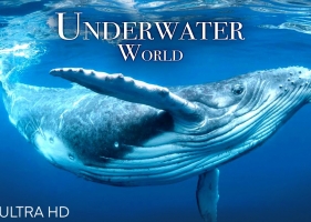 海底世界4K-令人难以置信的多彩海洋生物_Underwater World 4K - Incredible Colorful Ocean Life _ Marine Life _ Scenic Relaxation Film