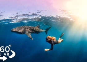 8K 360°  水下VR体验与鲸鲨游泳 Underwater VR Experience Swimming with Whale Sharks-8kVR视频下载